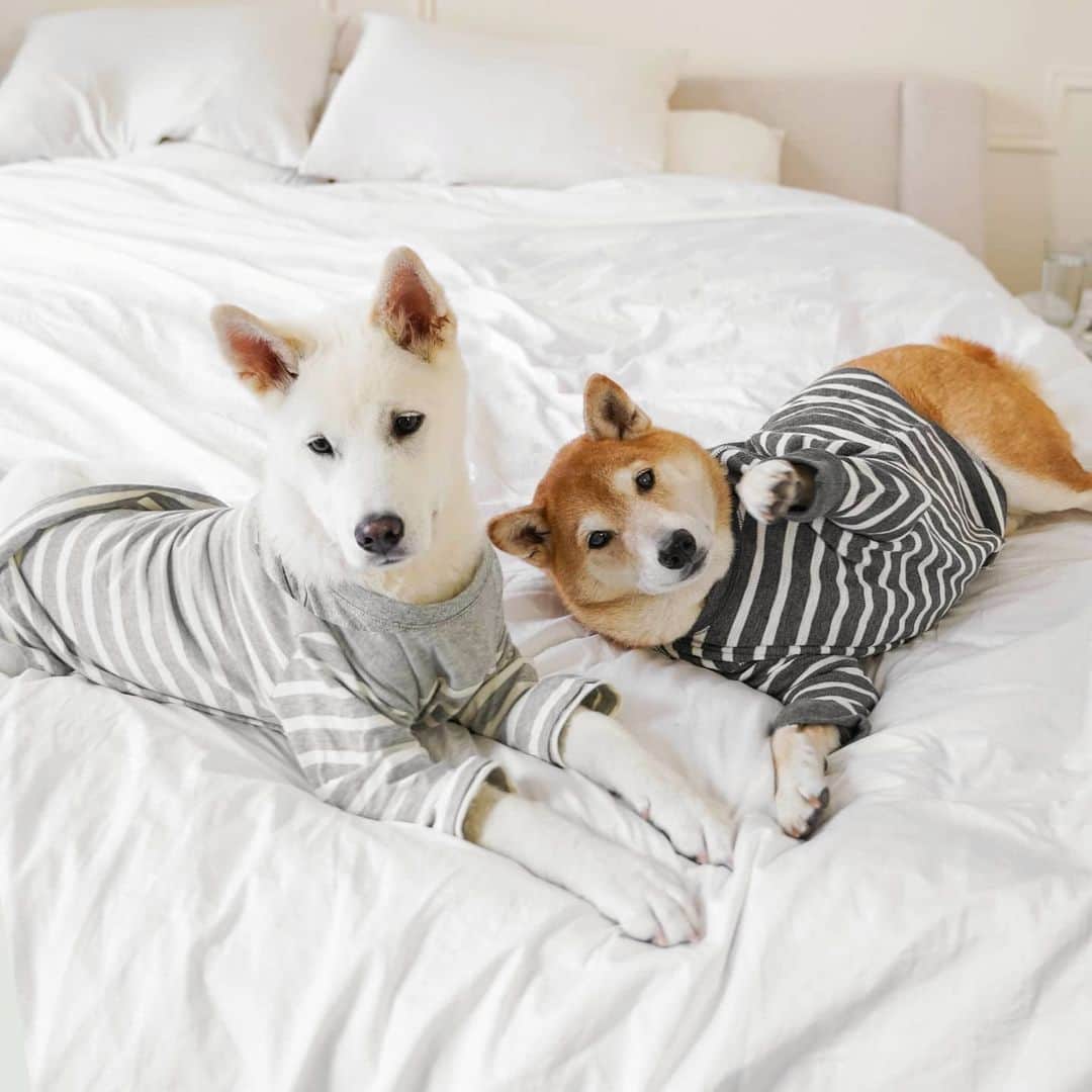Menswear Dogさんのインスタグラム写真 - (Menswear DogInstagram)「🐾 Dog Bros 🐾  Bodhi & Luc Update: in the span of close to 2 months, these two have gone from strangers to roommates to brothers.  Their current fave activities include: - Stealing each other's outfit ideas - Arfing about who's the superior goodboi - Working as a team to steal snaccs off the kitchen counter - Leaning on each other for long naps  #BestBros @koreank9rescue」5月20日 1時10分 - mensweardog