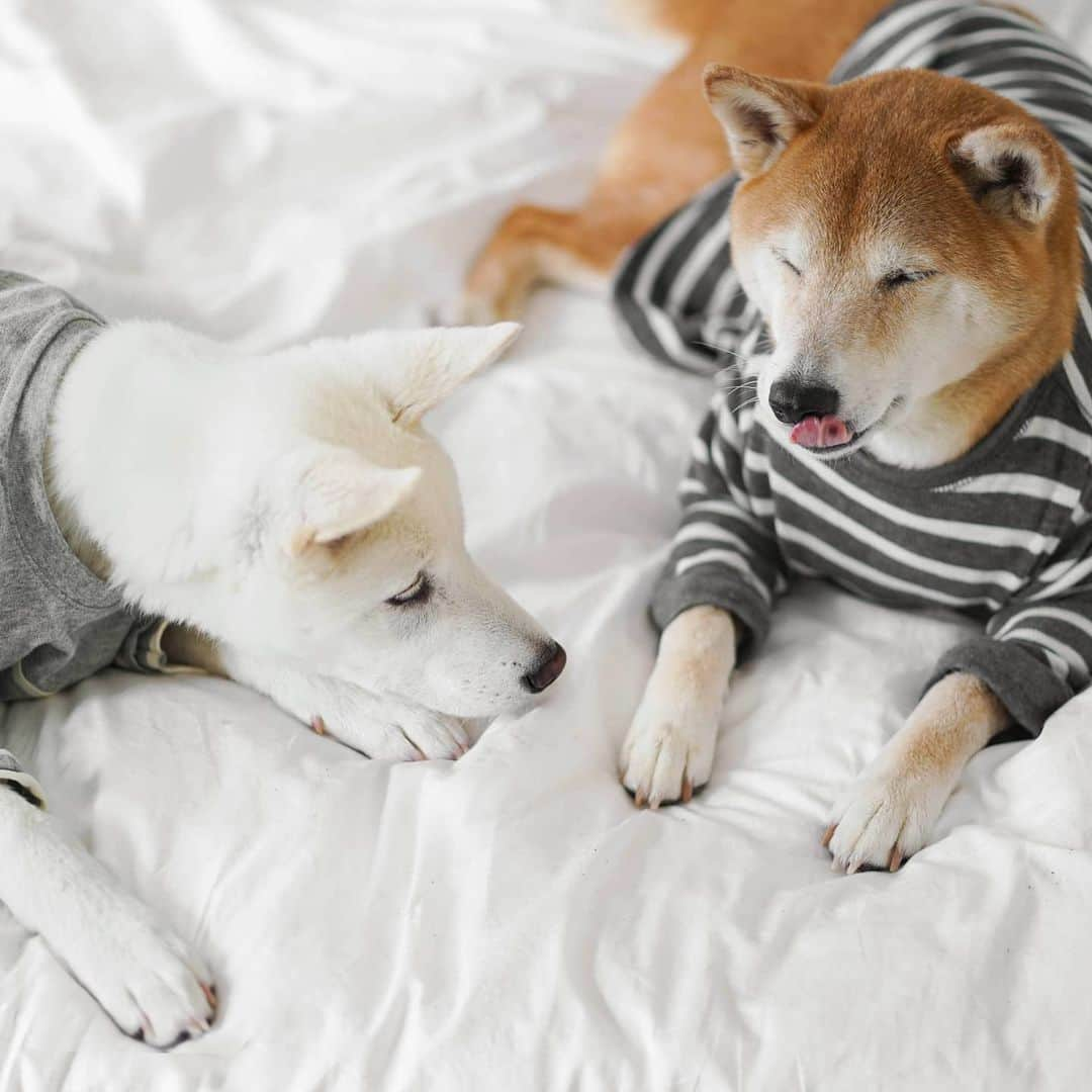 Menswear Dogさんのインスタグラム写真 - (Menswear DogInstagram)「🐾 Dog Bros 🐾  Bodhi & Luc Update: in the span of close to 2 months, these two have gone from strangers to roommates to brothers.  Their current fave activities include: - Stealing each other's outfit ideas - Arfing about who's the superior goodboi - Working as a team to steal snaccs off the kitchen counter - Leaning on each other for long naps  #BestBros @koreank9rescue」5月20日 1時10分 - mensweardog