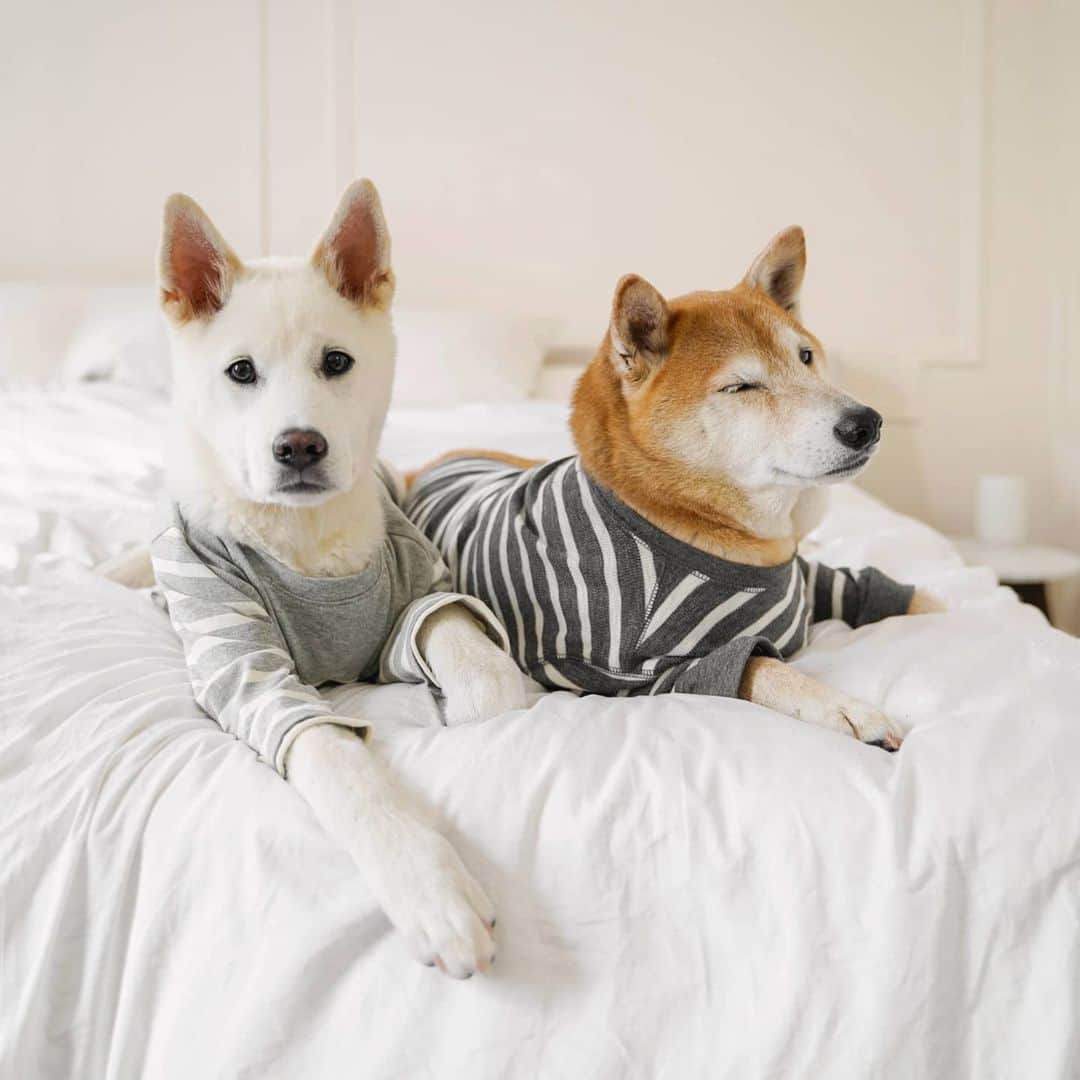 Menswear Dogのインスタグラム：「🐾 Dog Bros 🐾  Bodhi & Luc Update: in the span of close to 2 months, these two have gone from strangers to roommates to brothers.  Their current fave activities include: - Stealing each other's outfit ideas - Arfing about who's the superior goodboi - Working as a team to steal snaccs off the kitchen counter - Leaning on each other for long naps  #BestBros @koreank9rescue」