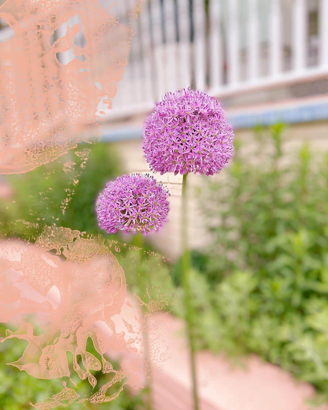 オードリー・キッチングさんのインスタグラム写真 - (オードリー・キッチングInstagram)「My dream garden is starting to bloom.」5月20日 1時15分 - akitching