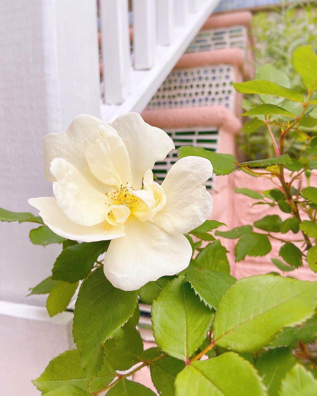 オードリー・キッチングのインスタグラム：「My dream garden is starting to bloom.」