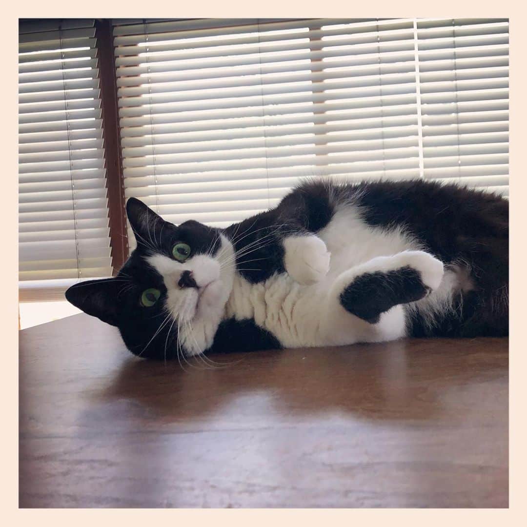 パンといっぴきのインスタグラム：「#元保護猫 #ハチワレ #白黒猫 #blackandwhitecat #tuxedocat」