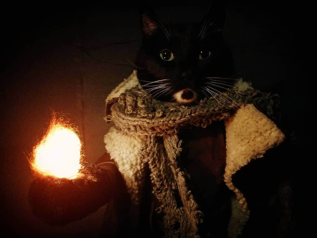 猫コスプレさんのインスタグラム写真 - (猫コスプレInstagram)「Fireball: May it be a light to you in dark places, when all other lights go out.  #DungeonsandDragons #DnD . . . . . . . #dungeonsanddragonsmemes #dndmemes #wizard #cat #catcostume #catsinclothes #catsofinstagram #catstagram #petclothes #PetCostume #criticalrolecosplay #criticalrole #critters #CalebWidogast #fireball #dndcharacter」5月20日 1時57分 - cat_cosplay