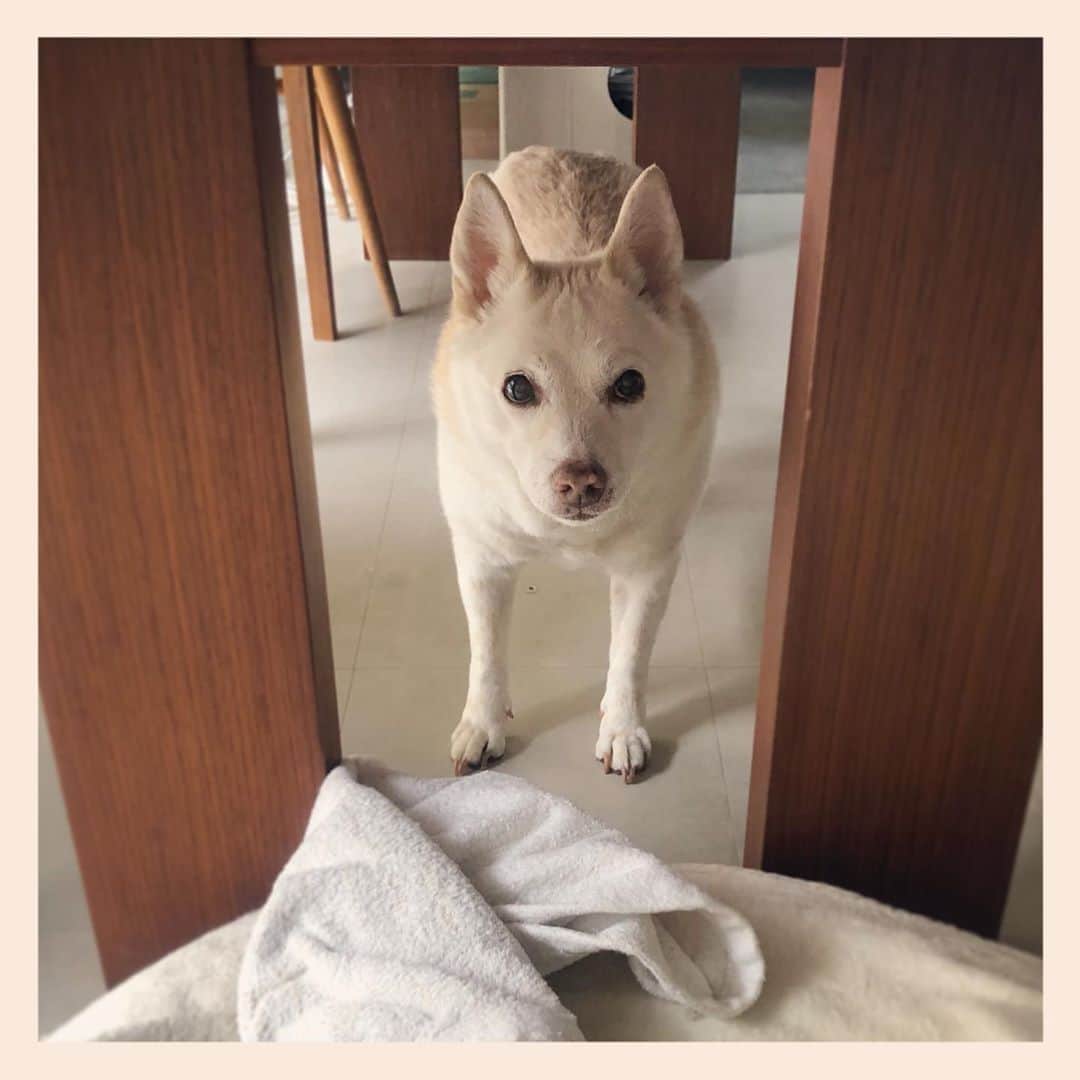 パンといっぴきのインスタグラム：「#元保護犬 #雑種犬 #crossbreed #mixdog」