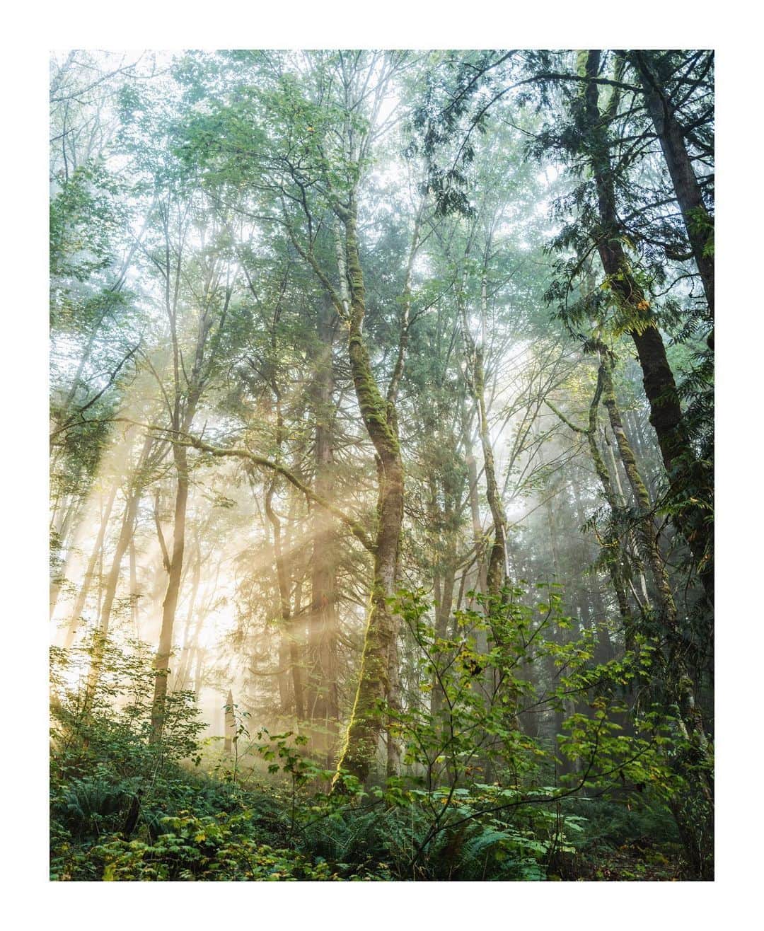 Cory Staudacherのインスタグラム：「forest dream」
