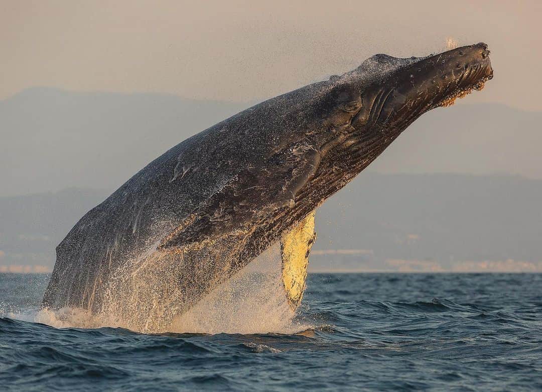 Chase Dekker Wild-Life Imagesのインスタグラム：「Saw a few humpback blows from shore the other day, but have heard there’s another 50-80 out in the bay. Sounds like they’re having a party out there!」