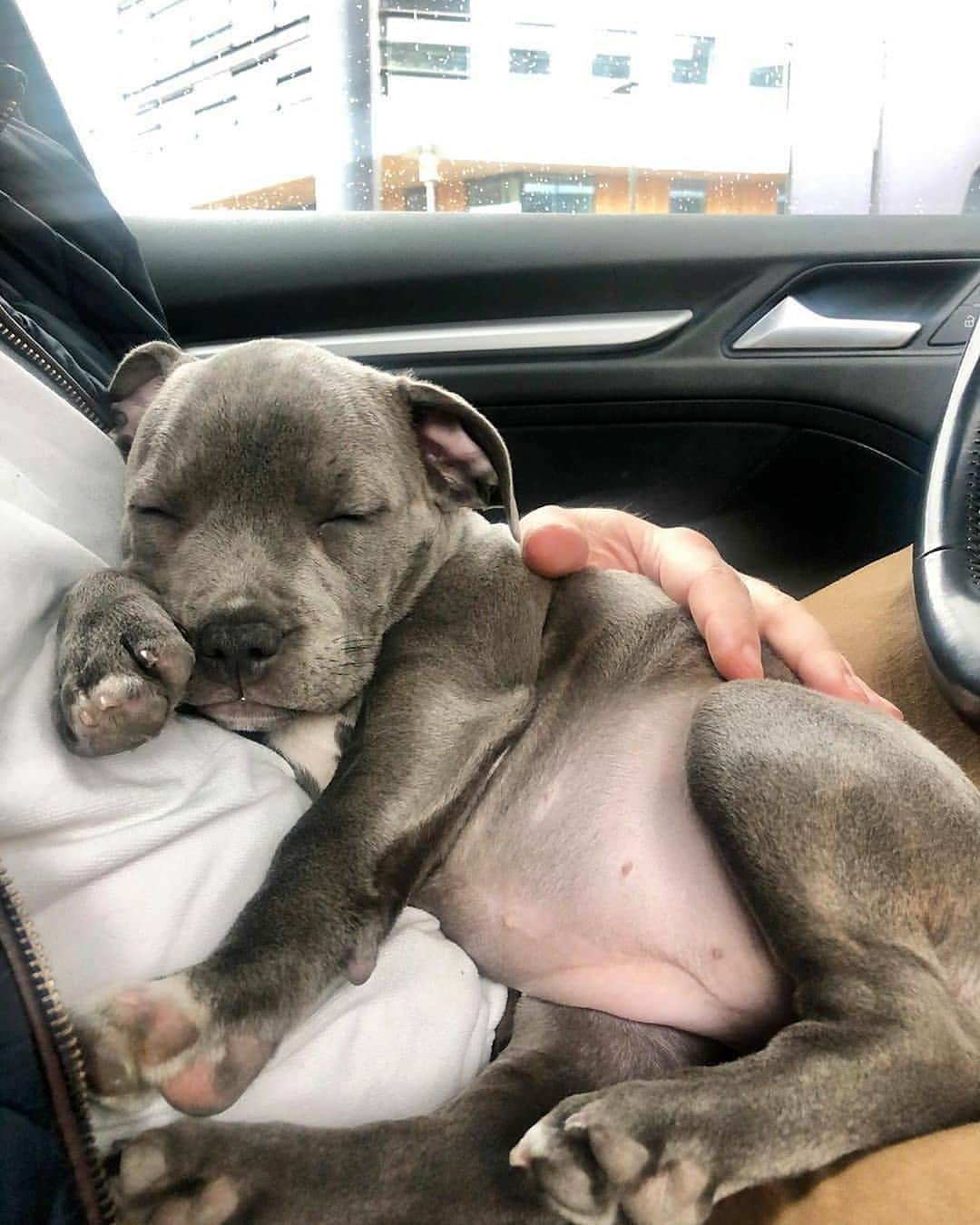 Pit Bull - Fansさんのインスタグラム写真 - (Pit Bull - FansInstagram)「Tuesday got me like 😪 @goodgirlgurly」5月20日 2時55分 - pitbullsfans__