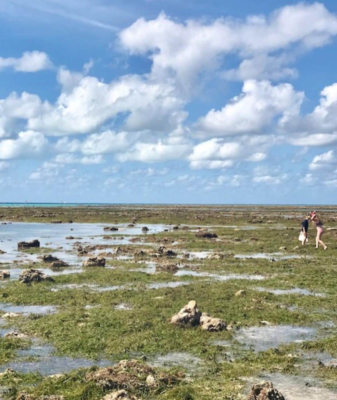 カイトアンドバタフライさんのインスタグラム写真 - (カイトアンドバタフライInstagram)「#postcardsfromkiteandbutterfly The beautiful Great Barrier Reef in low tide🦋#luluandfelix #nthqueensland #findingtreasures #greenisland #australia」5月20日 3時21分 - kiteandbutterfly