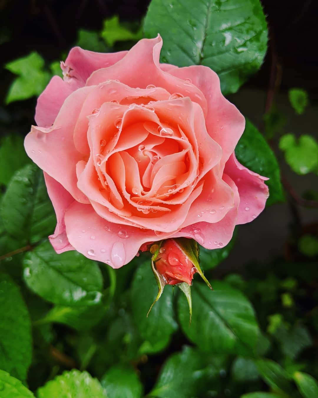 村治佳織さんのインスタグラム写真 - (村治佳織Instagram)「The beauty of rose✨ 昨日、ハッとさせられた　 薔薇🌹  人に見られていても　 見られていなくても　 どちらにせよ、　 美しく咲く花。　 そのような在り方、 理想です。」5月20日 10時01分 - kaorimurajiofficial