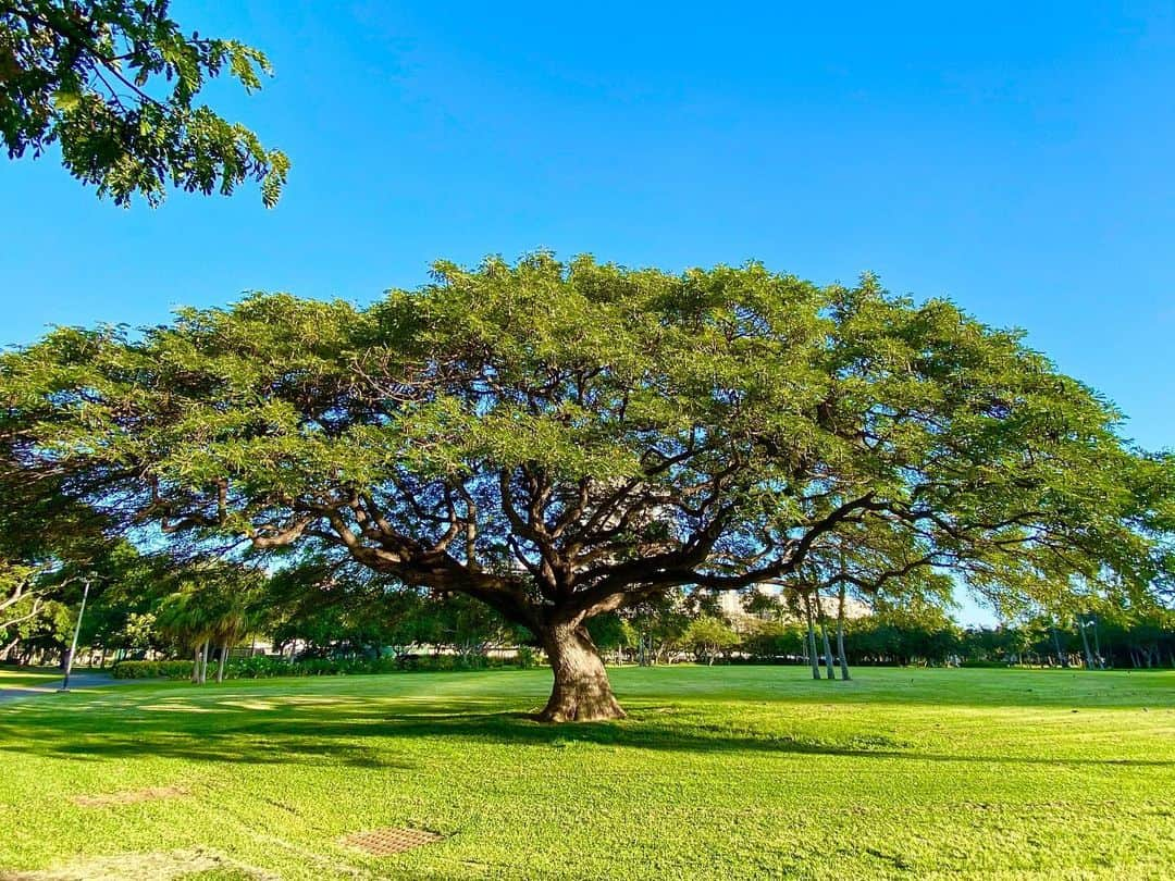 ワイキキ横丁のインスタグラム：「ハワイでは5月から一部の公園が開放されています☀️今日もソーシャルディスタンスを守って爽やかなエクササイズ日和になっています✨アロハ！ #ハワイ #この木なんの木気になる木 #ハワイ情報 #ハワイ好きと繋がりたい」