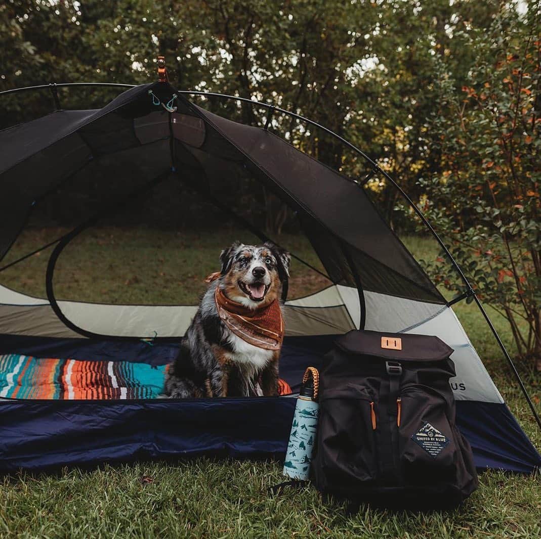REIさんのインスタグラム写真 - (REIInstagram)「Home sweet home. Read about our favorite tents in our gear guide at the link in our bio. Bonus: You can save 30% on all Kingdom Tents right now (thru May 25). Photo: @olivetheauss」5月20日 4時53分 - rei