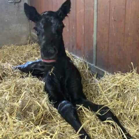 トーマス・ミュラーのインスタグラム：「Welcome little... ? 🐴🥕 Which name for a girl with V do you prefer? 🤔 she is a girl 😍😍#MüllerFilly #newborn #welcometothefamily #filly #MuellerFilly #vanbommelisnooption」