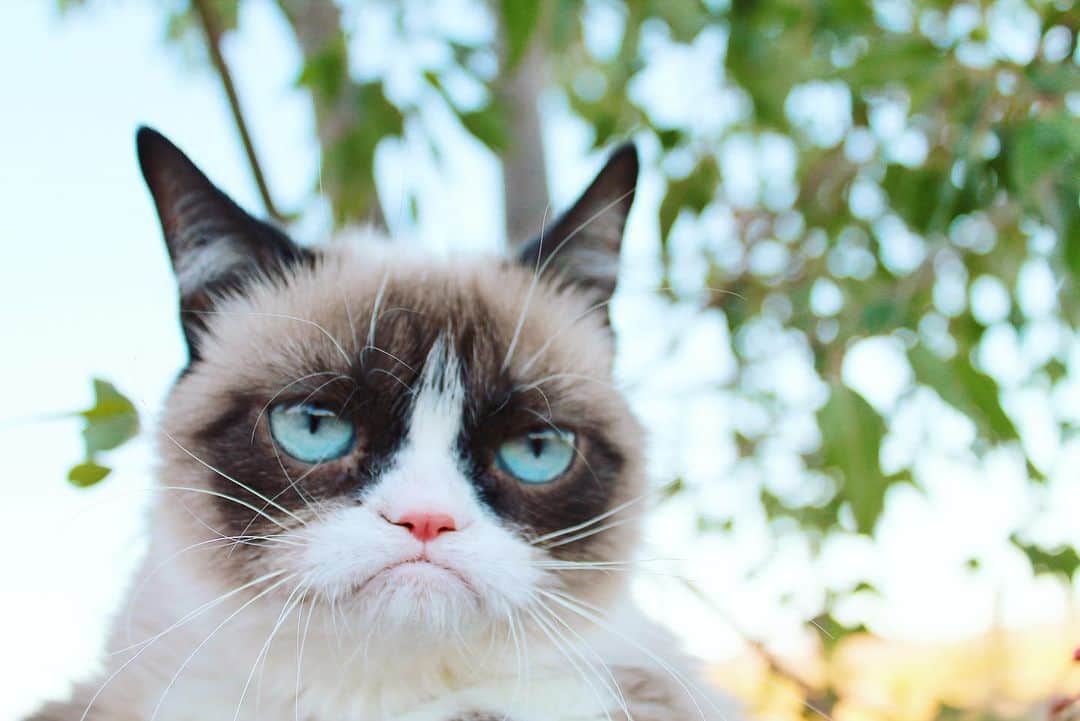 Grumpy Catさんのインスタグラム写真 - (Grumpy CatInstagram)5月20日 5時51分 - realgrumpycat