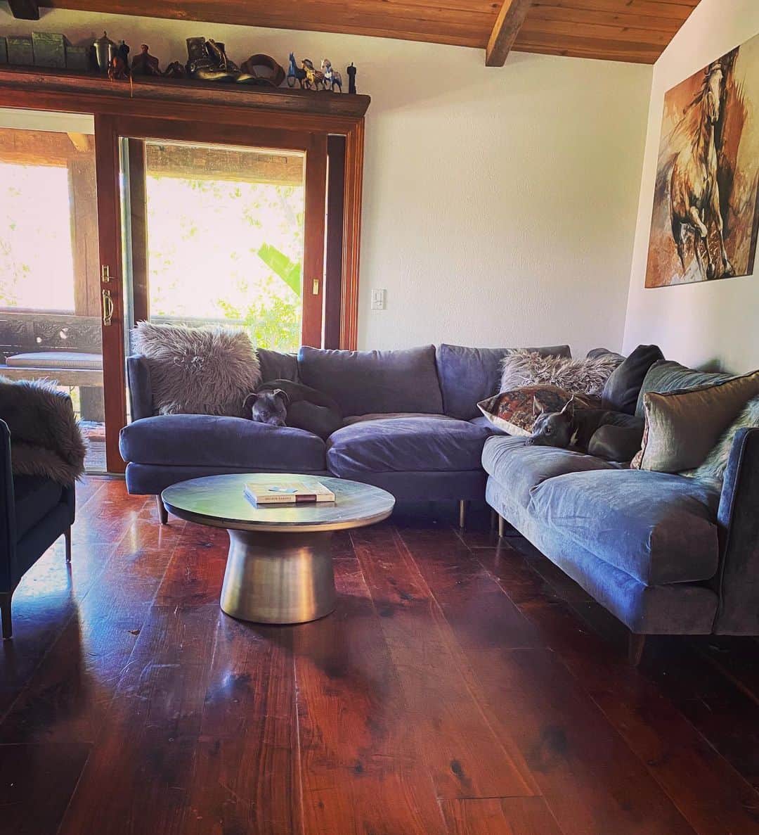 ホリー・マリー・コームズのインスタグラム：「They think I don’t see them on the couch. Camouflage. Not. #dontbullymybreed #adoptdontshop」