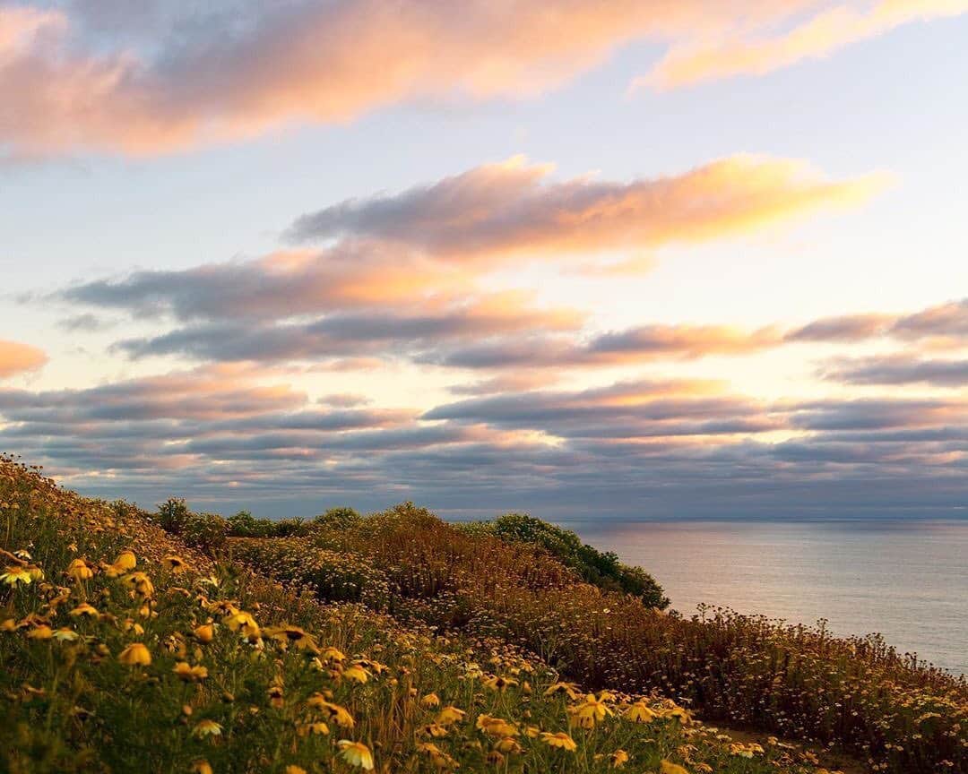 Ricoh Imagingのインスタグラム：「Beautiful image from our #teampentax fan • @d_spiegel_ “If you know this place you know how peaceful it is.  The cliffs above blacks beach in San Diego.”—————————————————— Shot with #pentax645z」