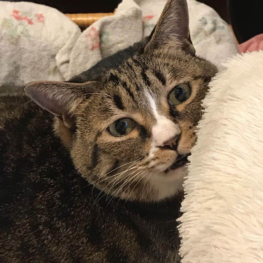 のインスタグラム：「視線を感じると思ったらずっと見つめらていた👀 (=^ェ^=) 口をポカンとあけていて可愛い😸 ・ ・ #おはようございます #猫 #猫のいる暮らし #猫部 #猫好きさんと繋がりたい #🐈 #ねこすたぐらむ #にゃんすたぐらむ #前野えま  #goodmorning #cat #catstagram #catlife #catsofinstagram #catlover #catstagram_japan  #follow #followme #instafollow #instagood #tagsforlikes #tflers #tagsforlikesapp #actor #actress #girl #photography #portrait #portraitphotography」