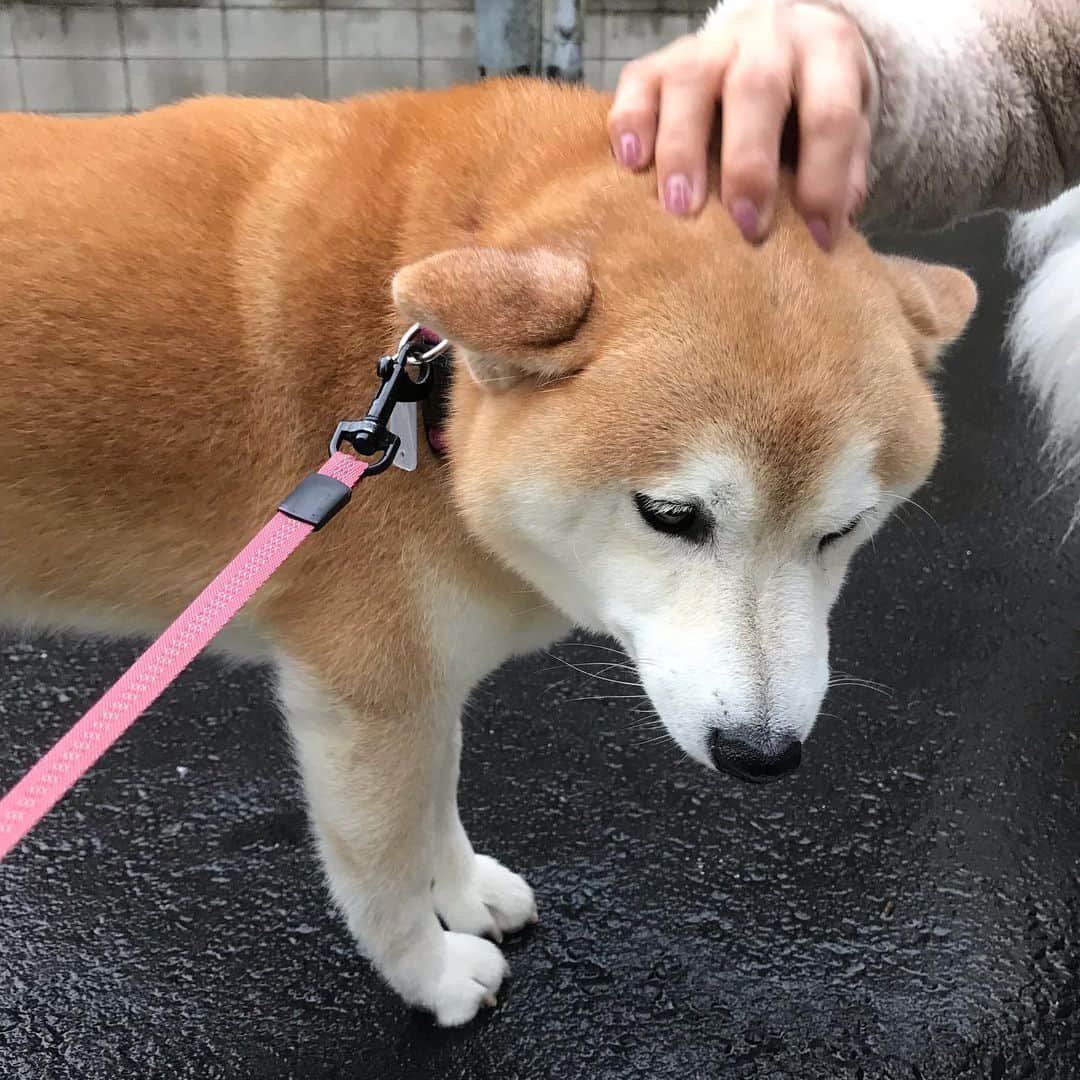 柴犬のモモさんのインスタグラム写真 - (柴犬のモモInstagram)「おはようございます。大好きなスピッツちゃんのお姉さんに撫で撫でされて幸せモモさん。と、どすこいモモさん #いぬ #イヌ #犬 #柴犬 #赤柴 #日本犬 #犬バカ部 #ふわもこ部 #いぬら部 #癒しわんこ #柴犬マニア #犬のいる暮らし #口角キュキュッと部 #shiba #shibainu #shibadog #dogstagram #dogsofinstagram #shibastagram #shibasofinstagram #shibamania #inu #instadog #toyota_dog」5月20日 7時39分 - shi_ba_i_nu_momo