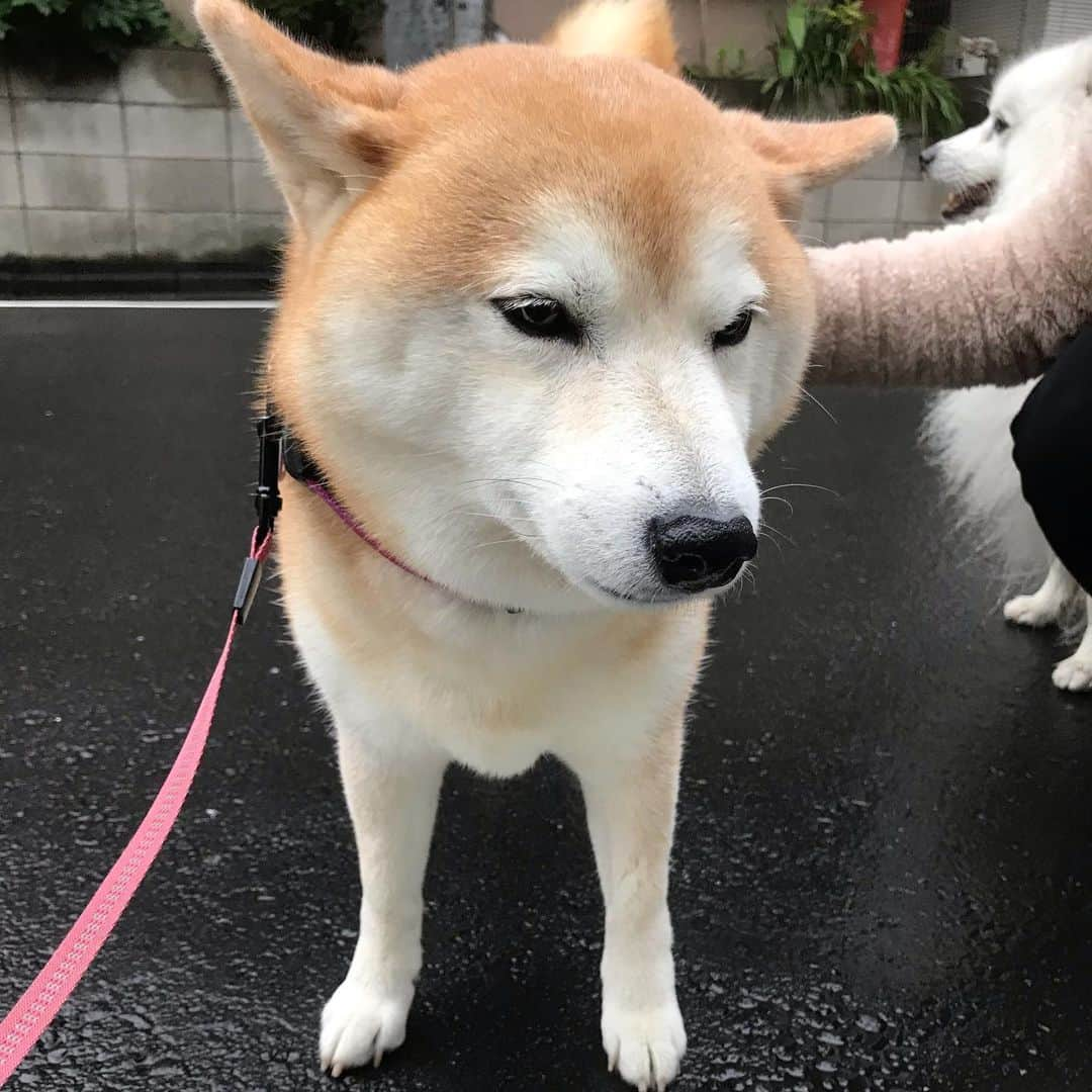 柴犬のモモさんのインスタグラム写真 - (柴犬のモモInstagram)「おはようございます。大好きなスピッツちゃんのお姉さんに撫で撫でされて幸せモモさん。と、どすこいモモさん #いぬ #イヌ #犬 #柴犬 #赤柴 #日本犬 #犬バカ部 #ふわもこ部 #いぬら部 #癒しわんこ #柴犬マニア #犬のいる暮らし #口角キュキュッと部 #shiba #shibainu #shibadog #dogstagram #dogsofinstagram #shibastagram #shibasofinstagram #shibamania #inu #instadog #toyota_dog」5月20日 7時39分 - shi_ba_i_nu_momo