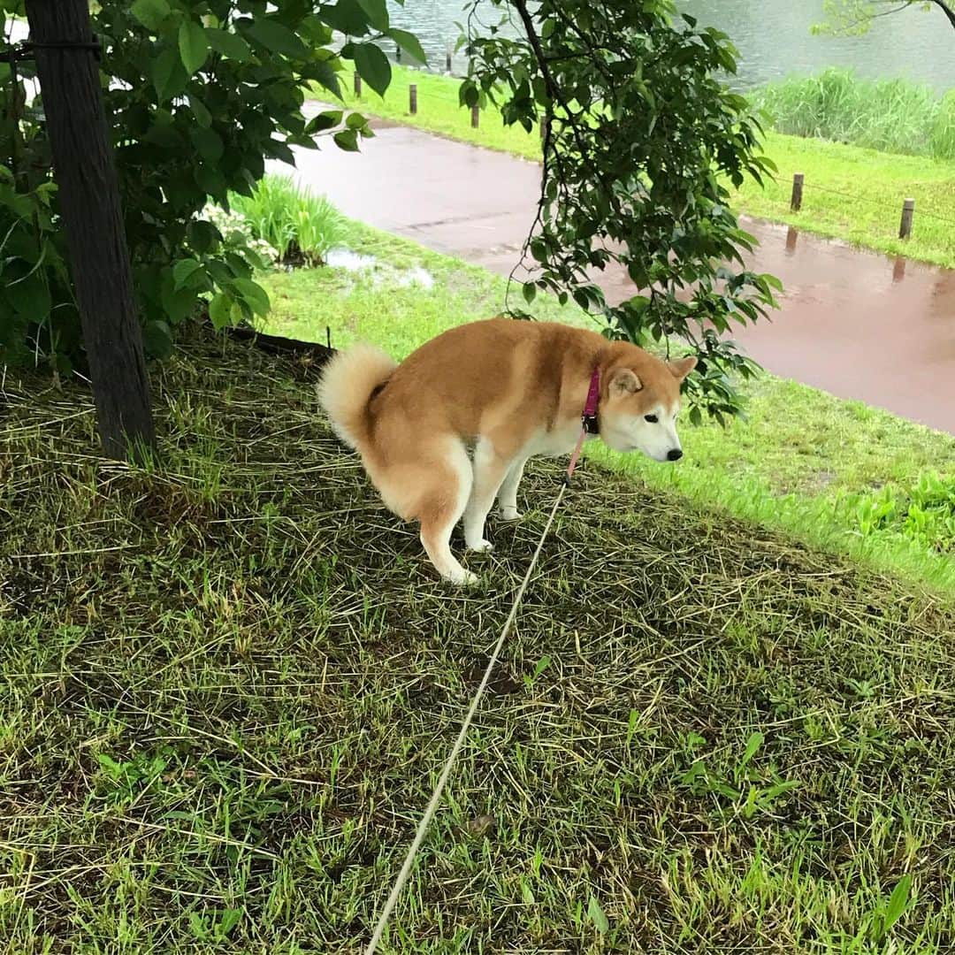 柴犬のモモさんのインスタグラム写真 - (柴犬のモモInstagram)「おはようございます。大好きなスピッツちゃんのお姉さんに撫で撫でされて幸せモモさん。と、どすこいモモさん #いぬ #イヌ #犬 #柴犬 #赤柴 #日本犬 #犬バカ部 #ふわもこ部 #いぬら部 #癒しわんこ #柴犬マニア #犬のいる暮らし #口角キュキュッと部 #shiba #shibainu #shibadog #dogstagram #dogsofinstagram #shibastagram #shibasofinstagram #shibamania #inu #instadog #toyota_dog」5月20日 7時39分 - shi_ba_i_nu_momo