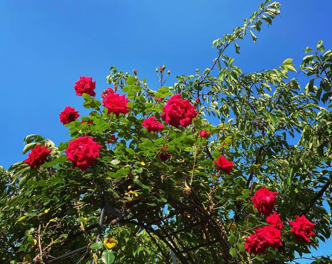 早瀬英里奈さんのインスタグラム写真 - (早瀬英里奈Instagram)「おはようございます☀️ ・ 今年も実家の庭の入り口には、真っ赤な薔薇が綺麗に咲いているようです🌹✨ ・ お手入れ前の後ろの木には実がなっていました🍒 ・ 東京は暫く雨が続きそうですが、こうして実家の庭の写真が送られてくると気持ちが晴れてほっこりします✨ ・ ・ ・ #実家の庭 #祖母　の #真っ赤な薔薇  #花 #雨 #晴れ #ほっこり #早瀬英里奈 #erinahayase」5月20日 7時49分 - erina.hayase