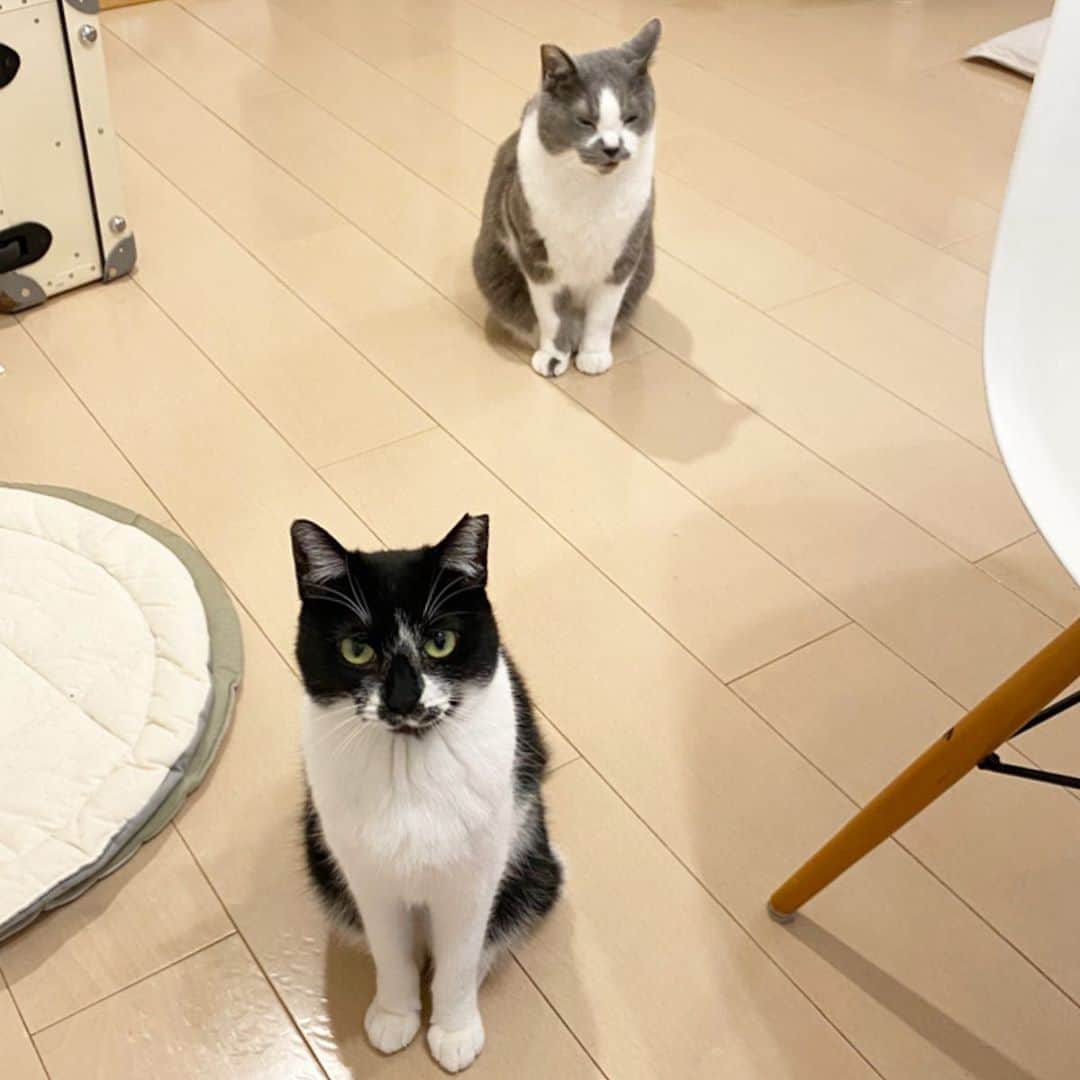 くまお父のインスタグラム：「昨日くまお母 @kumaokamako がポストしたメシ圧フォーメーションを正面から見ると… #塩くまお #父がいます #くまおとこぐま  #ilovecat」