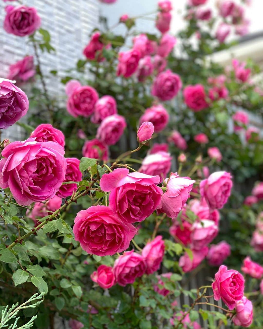 森上亜希子のインスタグラム：「薔薇が大好きな母。 実家のお庭がバラ園化してる🌹 亡くなったときの祭壇は全てバラ🌹にして欲しいらしい🤣  #母 #薔薇 #大好き #お庭 #父 #お手入れ #頑張る🤣 #tennis #テニス #コロナに負けるな #rose」