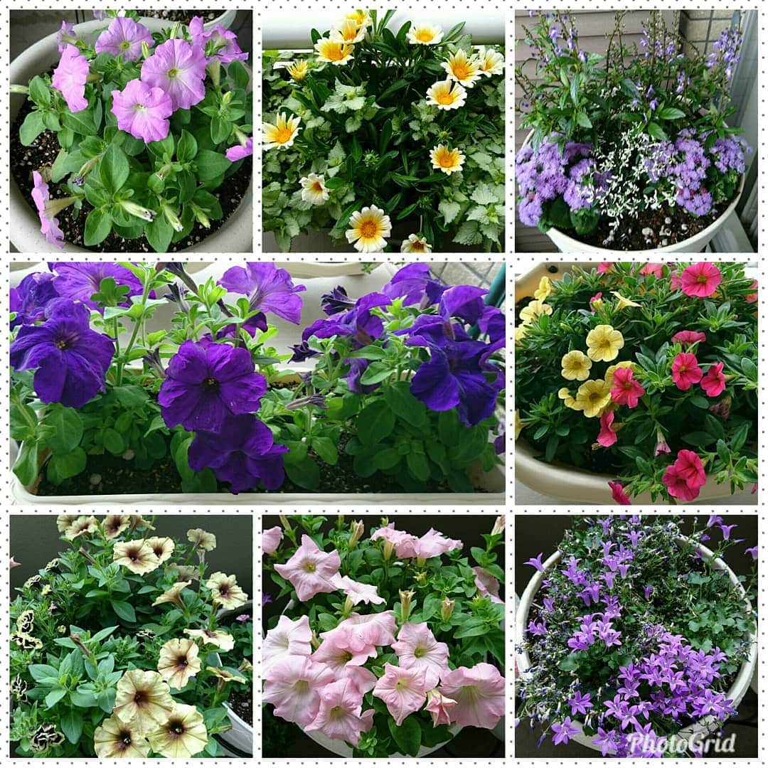 丹野みどりさんのインスタグラム写真 - (丹野みどりInstagram)「#ベランダガーデニング#gardening#flower#お花#花のある暮らし#植物#グリーン#flowerstagram」5月20日 17時45分 - midorimarron