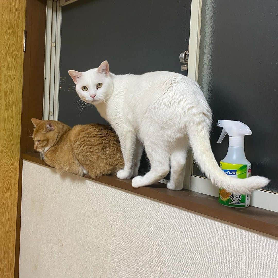 金巻ともこさんのインスタグラム写真 - (金巻ともこInstagram)「この角度がなにかというと仕事机からの角度なわけです。  #hakuchai #cat #茶トラ #猫多頭飼い #tabby #orangetabby #whitecat #白猫 #catstagram」5月20日 17時47分 - tomotomoco
