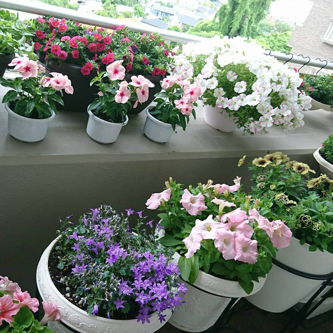 丹野みどりさんのインスタグラム写真 - (丹野みどりInstagram)「#ベランダガーデニング#gardening#flower#お花#花のある暮らし#植物#グリーン#flowerstagram」5月20日 17時50分 - midorimarron