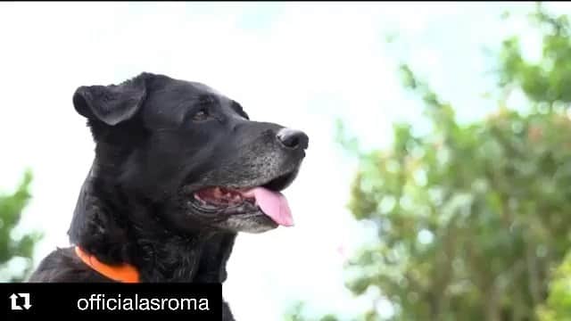 アントニオ・ミランテのインスタグラム：「#Repost @officialasroma with @get_repost ・・・ 💛❤️ TOGETHER 🐶🐱⁣ ⁣ Roma Cares and @asromaromolo were back out on the road today helping those in need in Rome, as they delivered more than 1000kg of food for the cats and dogs currently being looked after in kennels in the city 🤗」