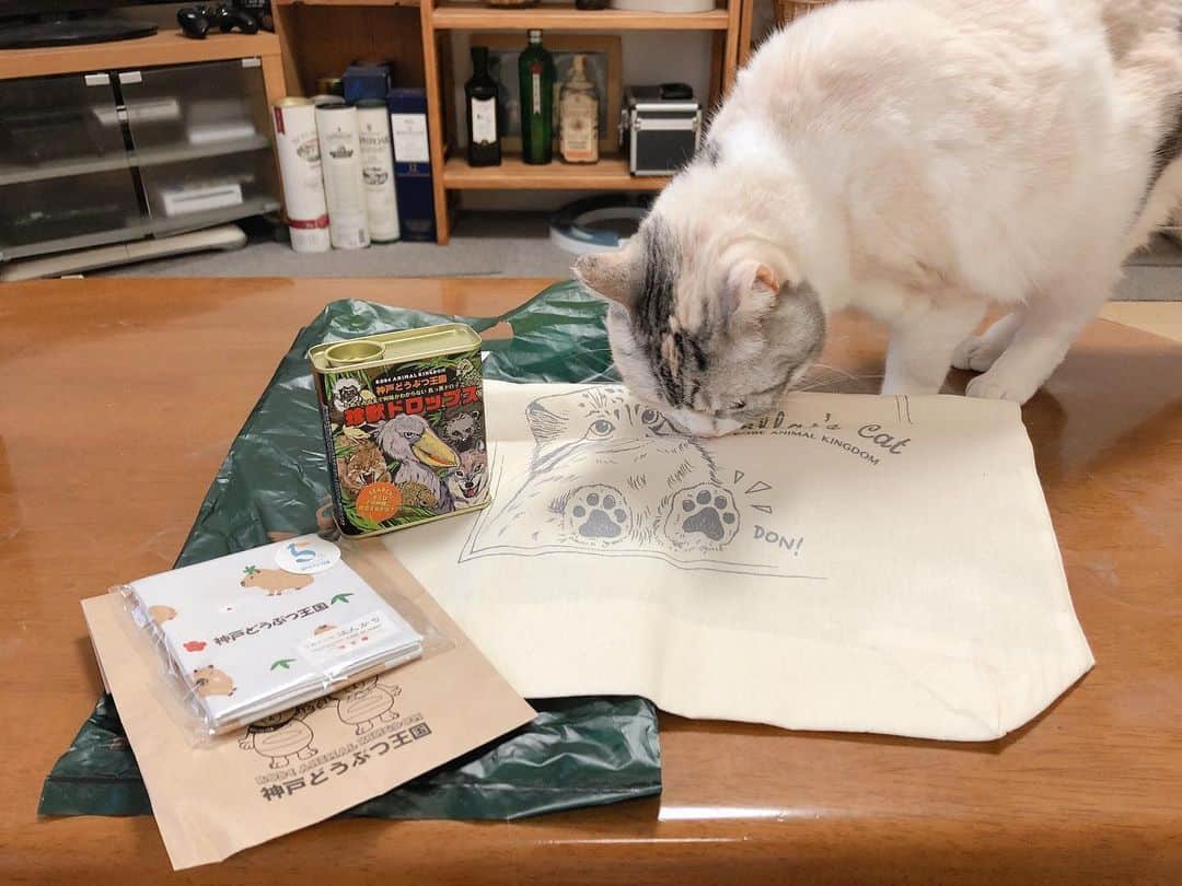Natsukiのインスタグラム：「今日は青梅が出始めていたので、第1弾で少量漬け始めました(^^) そして、可愛くて面白い頂き物(笑) しらすは同じネコw のマヌルネコに興味津々。まぬるねこ可愛い♡  キャンディは頂いた当日に病院のスタッフ達と楽しみましたw  @tippo_0903  ありがとうございます(笑)」