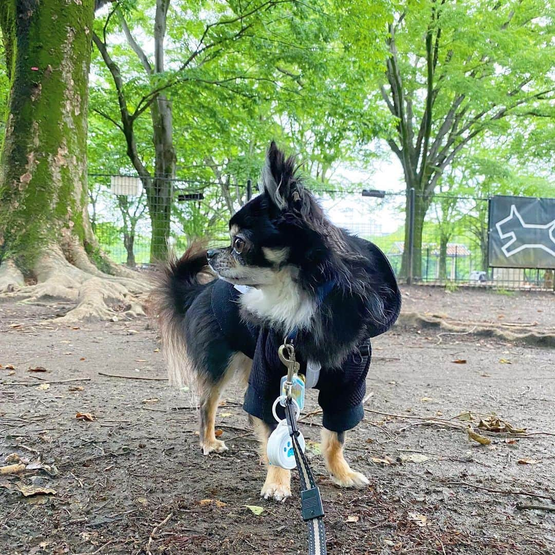 中倉隆道さんのインスタグラム写真 - (中倉隆道Instagram)「. 閉鎖中のドッグラン🐶🐾 入りたくて動かないルフト . 誰も来ない☔️ 帰ろーよー😅 . . ランの前で20分佇むルフト🐕💧 寒い😣 . #代々木公園 #代々木公園ドッグラン #yoyogipark #愛犬 #チワワ #わんこ #わんこのいる生活 #中倉隆道 #柿ピー研究家 #フリーアナウンサー #愛犬家 #アニメ研究家 #わんことお出かけ」5月20日 18時05分 - ryudo.tokyo