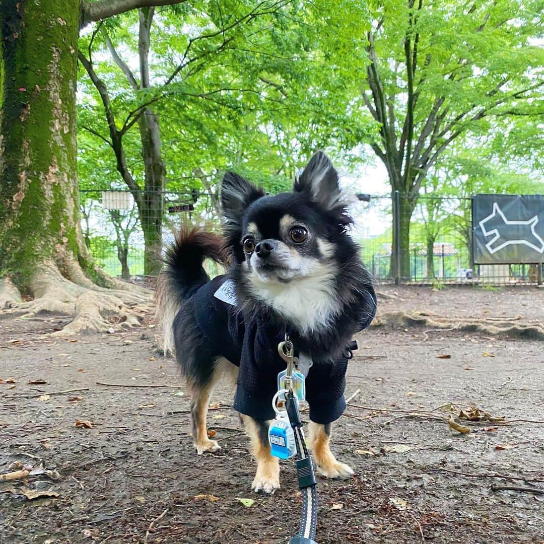 中倉隆道さんのインスタグラム写真 - (中倉隆道Instagram)「. 閉鎖中のドッグラン🐶🐾 入りたくて動かないルフト . 誰も来ない☔️ 帰ろーよー😅 . . ランの前で20分佇むルフト🐕💧 寒い😣 . #代々木公園 #代々木公園ドッグラン #yoyogipark #愛犬 #チワワ #わんこ #わんこのいる生活 #中倉隆道 #柿ピー研究家 #フリーアナウンサー #愛犬家 #アニメ研究家 #わんことお出かけ」5月20日 18時05分 - ryudo.tokyo