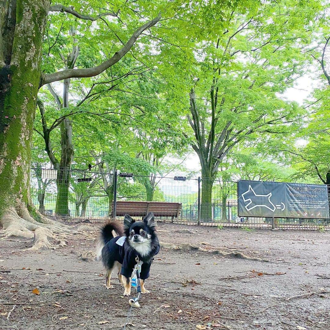 中倉隆道さんのインスタグラム写真 - (中倉隆道Instagram)「. 閉鎖中のドッグラン🐶🐾 入りたくて動かないルフト . 誰も来ない☔️ 帰ろーよー😅 . . ランの前で20分佇むルフト🐕💧 寒い😣 . #代々木公園 #代々木公園ドッグラン #yoyogipark #愛犬 #チワワ #わんこ #わんこのいる生活 #中倉隆道 #柿ピー研究家 #フリーアナウンサー #愛犬家 #アニメ研究家 #わんことお出かけ」5月20日 18時05分 - ryudo.tokyo