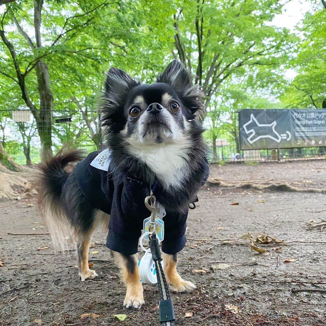 中倉隆道さんのインスタグラム写真 - (中倉隆道Instagram)「. 閉鎖中のドッグラン🐶🐾 入りたくて動かないルフト . 誰も来ない☔️ 帰ろーよー😅 . . ランの前で20分佇むルフト🐕💧 寒い😣 . #代々木公園 #代々木公園ドッグラン #yoyogipark #愛犬 #チワワ #わんこ #わんこのいる生活 #中倉隆道 #柿ピー研究家 #フリーアナウンサー #愛犬家 #アニメ研究家 #わんことお出かけ」5月20日 18時05分 - ryudo.tokyo