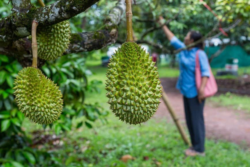 タイ国政府観光庁さんのインスタグラム写真 - (タイ国政府観光庁Instagram)「・﻿ ／﻿ タイ旅行ができるようになったら⠀﻿ どこ行く❓何する❓⠀﻿ 今週の注目スポットは...🇹🇭✨⠀﻿ ＼⠀﻿ ﻿ 📍チャンタブリー⠀﻿ 🌟今週のテーマ：チャンタブリーってどんなところ？﻿ ﻿ 今週はタイ東部の街、チャンタブリーに注目👀✨⠀ ﻿ ﻿ バンコクから約245kmに位置するチャンタブリーは、手つかずの森林や壮観な滝、静かな漁村や穏やかなビーチに恵まれた自然豊かな場所🌴﻿ トロピカルフルーツの産地として知られ、ドリアンやマンゴスチン、ランブータンなどのフルーツを収穫しています🍋✨﻿ ﻿ フルーツのほかには宝石の街としても有名で、世界中からバイヤーが集まります💎﻿ ﻿ 植民地時代に、タイとフランスの紛争の中心地だったため、タイ最大のカトリック教会をはじめ、フランスの建築様式の影響を受けた建物が今も多く残っています⛪️﻿ ﻿ ＜アクセス＞﻿ バンコクから車で約３時間🚗﻿ ﻿ #タイ #チャンタブリー #秘境  #トロピカルフルーツ #南国フルーツ #ローカル体験  #こんなタイ知らなかった  #タイを知りつくす #タイ旅行 #旅好きな人と繋がりたい #旅行好きな人と繋がりたい #海外旅行  #thailand #Chanthaburi # #amazingthailand #thailandtravel #thailandtrip #thai #thaistagram #lovethailand #thainess #localexperience #thailandhiddengems #hiddengems」5月20日 18時46分 - amazingthailandjp