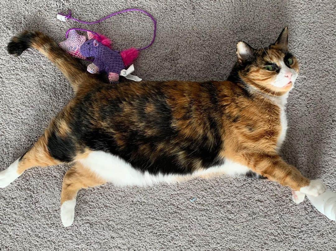 リリーのインスタグラム：「I present the quarantine bod . . . . . #lillycrazyeyes #quarantine #stayhome #catsofinstagram #9gag #calico #instacat #meowstagram #meow #meowdel #instacalico #calico  #cute #bod #body」