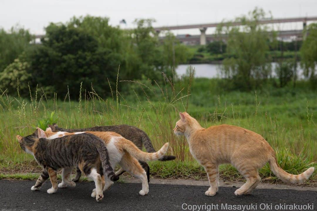 Masayukiさんのインスタグラム写真 - (MasayukiInstagram)「疎外感。」5月20日 10時39分 - okirakuoki