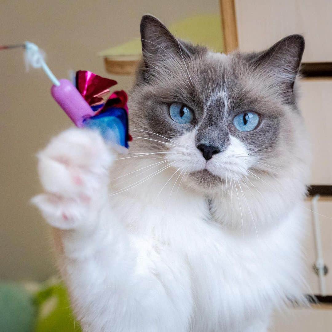 マアルのインスタグラム：「はなさん #🐈 #ラグドール #北海道 #旭川市 #ペットホテル」