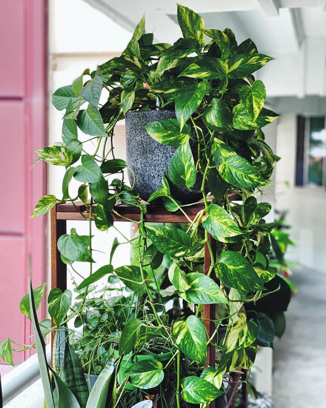 鄭碧瑩のインスタグラム：「Not too long ago I was an avid plant killer.  Many, many money plants died under my ignorance. I would put them in my dark kitchen and over water them till they yellow and whither helplessly.  This one also almost met its maker but I saved it on time. Now it’s twice its original size and I’m propagating its children to make up for my horrendous past.  What is your plant story? . . .  #plantstagram #plantsofinstagram #houseplants #plantsmakepeoplehappy #botanical #instaplants #plants #foliage #leaf #plantflife #springintoplants #plantlady #plantpotters #crazyplantlady #houseplantclub #helloplantlover #plantshelfie #houseplantsofinstagram #houseofplantlovers #junglecollective #vsco #vscogram #vscocam #vscogrid #vscoplants #epipremnumgoldenpothos #moneyplant #urbanjunglebloggers」