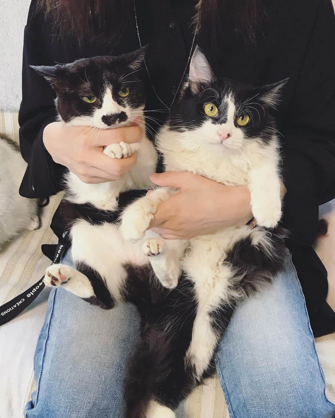 もじゃころのインスタグラム：「今日の #バングシー 🐶🐱 ペッペの子猫感すごい… 坂東より圧倒的に小さくて軽い…  最近テレビでボーダーコリー見るたびに、あ！ばんどぅ！って思う！ ペッペはかわいいかわいいネコチャンです💕  #チョッチュ具志コロペッペ  #坂東玉隠しシャシャ丸 #あいちゃんの膝の上 #水曜日の悪夢」
