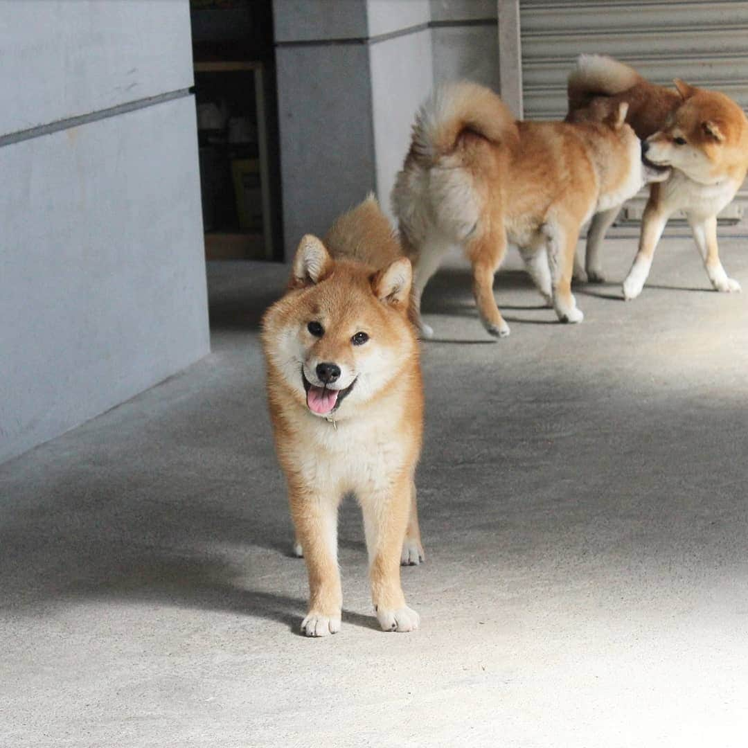 柴犬たま Shibainu Tamaのインスタグラム