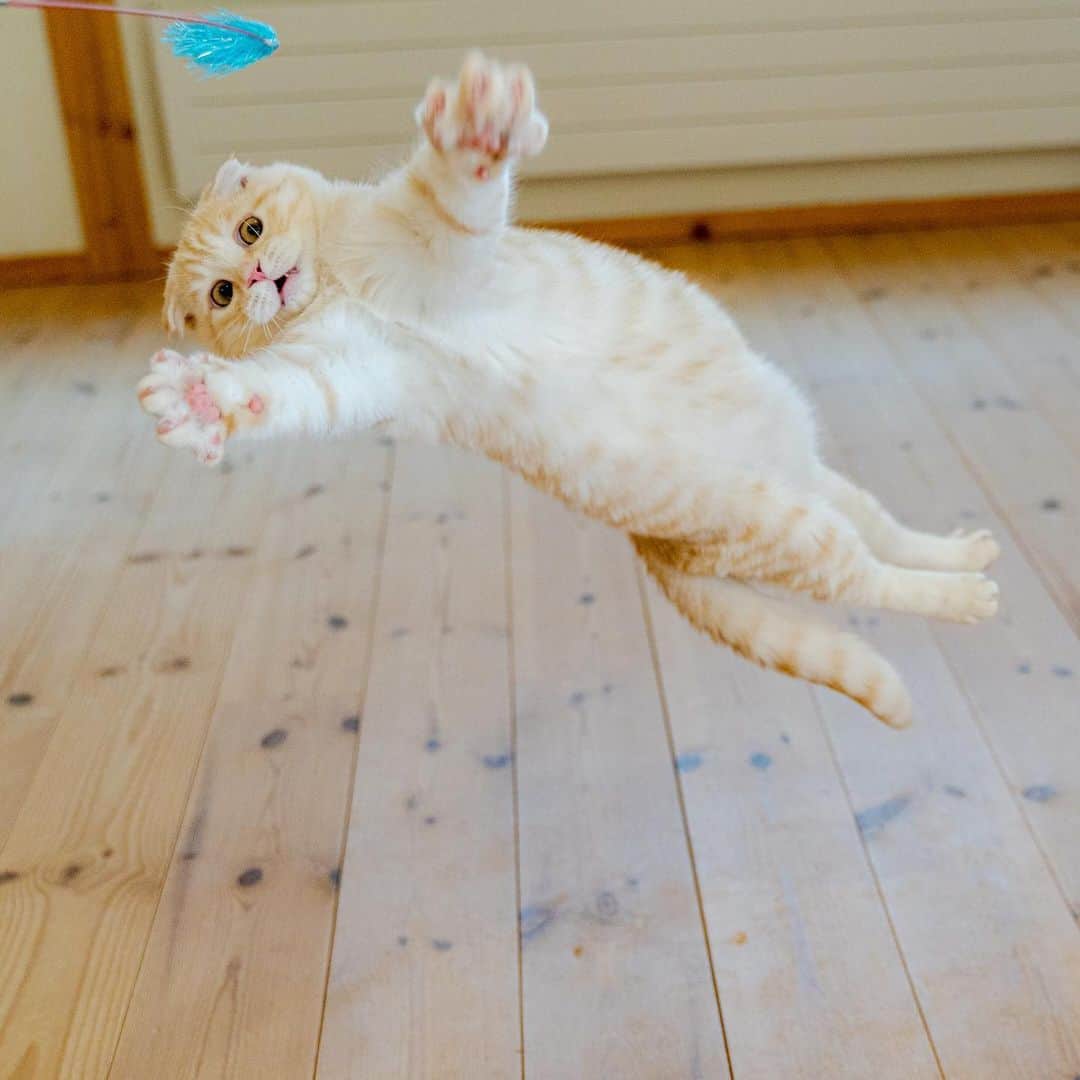 マアルのインスタグラム：「小粒さん #🐈 #北海道 #旭川市 #ペットホテル」