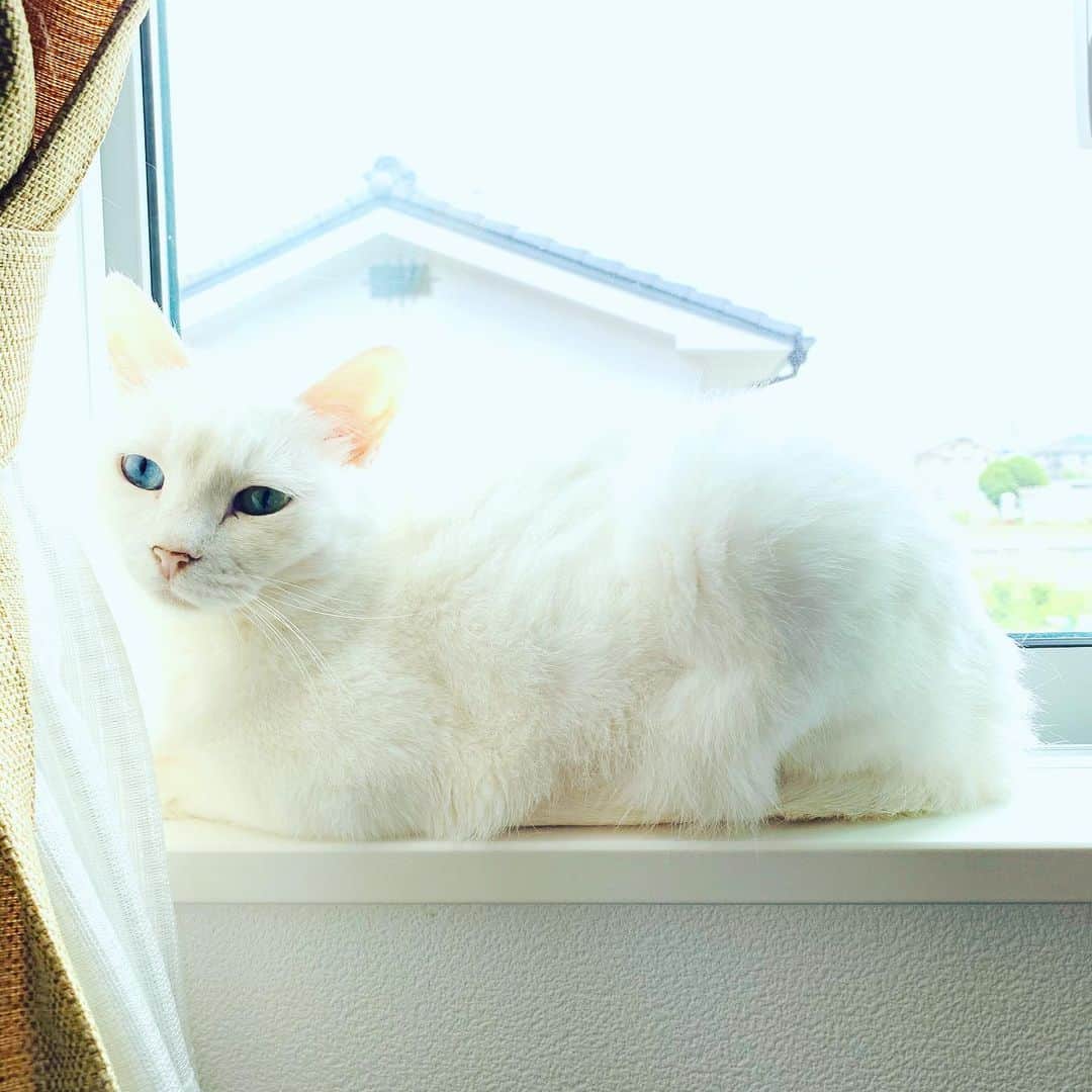 藤井惠さんのインスタグラム写真 - (藤井惠Instagram)「かりんちゃん😽  #白猫 #女の子 #オッドアイ #恥ずかしがり屋 #猫のいる暮らし」5月20日 13時00分 - megumi_fujii
