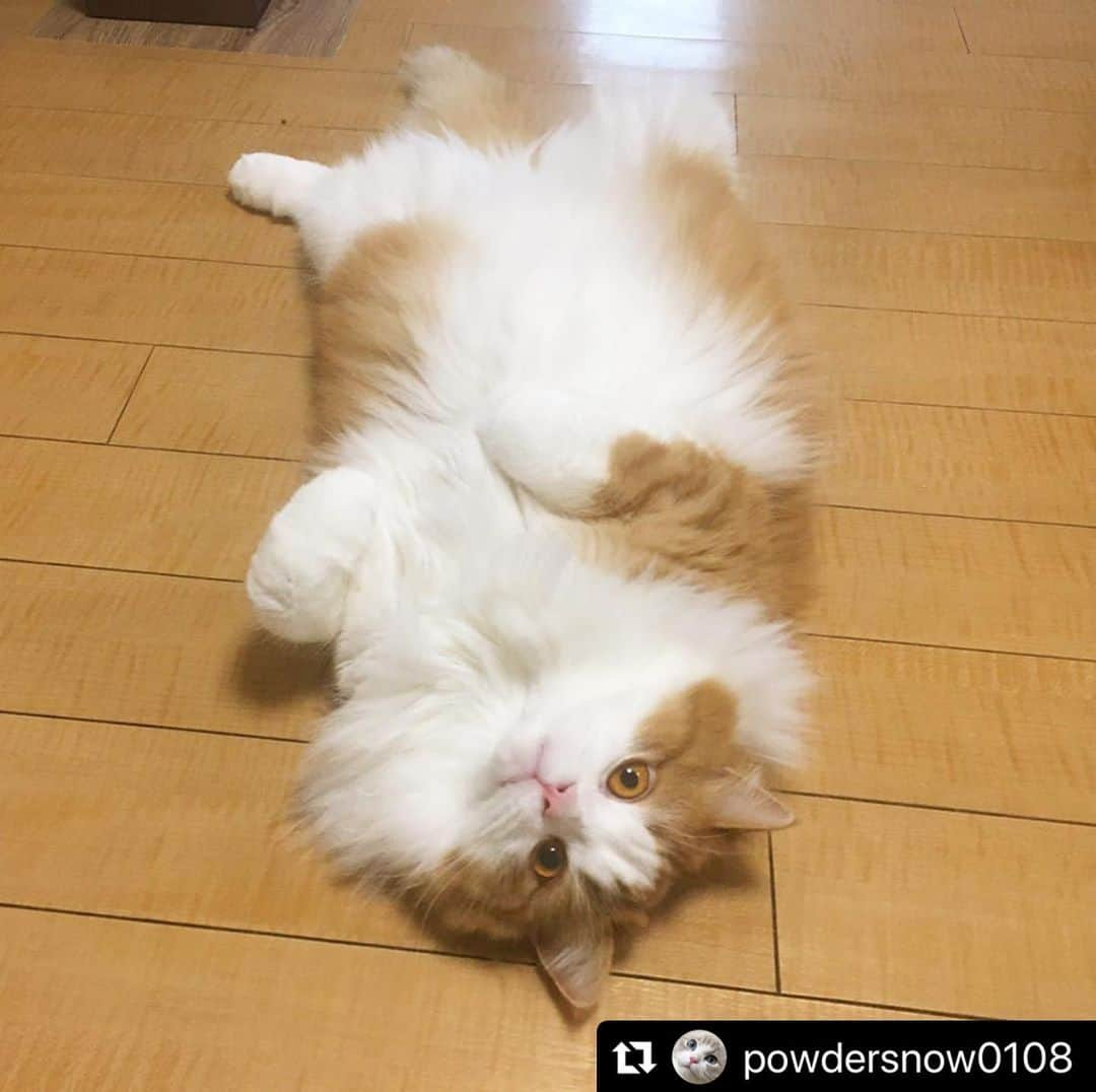 ねこさんのインスタグラム写真 - (ねこInstagram)「【#ねこは人を笑顔にする】❣️ ご飯マダァ〜？？ねぇねぇ、マダァ〜？？🐟 @powdersnow0108 さん、ありがと🏖😃❤️ #Repost @powdersnow0108 with @make_repost ・・・ ご飯前のルーティンポージング  #がっついたりしないよ #ほらこんなにリラックスしてるし #待てる男だよ #ゆっくり準備して #と言ってくれてる感じ #すっごい見てくるけど  #ねこは人を笑顔にする  #マンチカン #長毛 #中足 #猫 #にゃんすたぐらむ #ふわふわ #もふもふ #cat #fluffy #catstagram #kitty #munchkincat」5月20日 12時56分 - neko_magazine