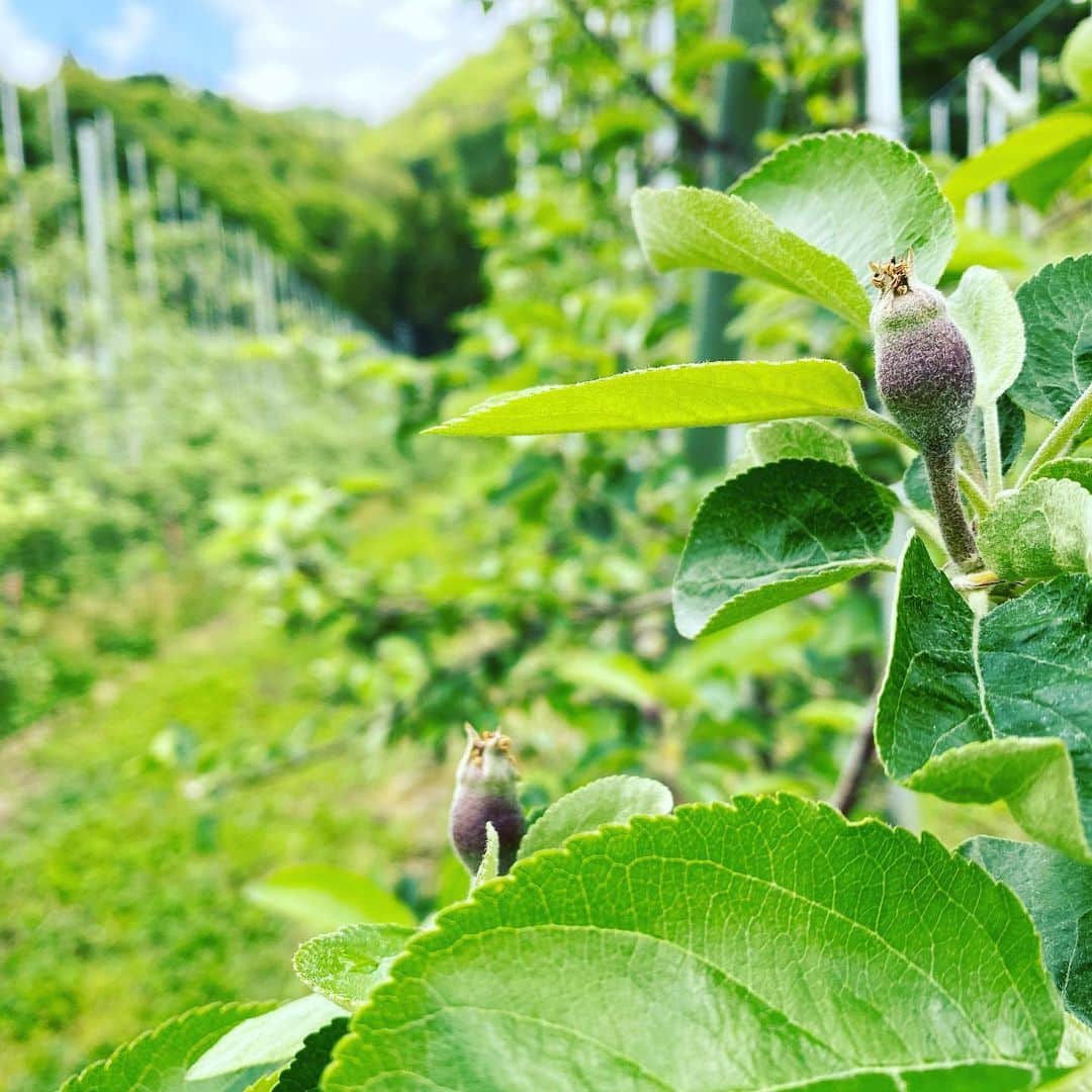 田原直哉さんのインスタグラム写真 - (田原直哉Instagram)「最近、練習のお休みの日は友達のりんご農園でリンゴ体験してます。育っていくりんごが可愛くて仕方ない🍎😋 気になる方は配送もしていますので収穫の時期が来たらぜひ🙆‍♂️ #峯村農園 #りんご」5月20日 13時04分 - naoya.tabara