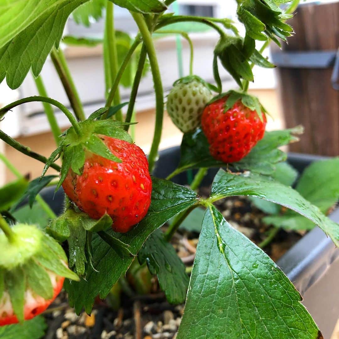 雨月衣のインスタグラム：「続々成長中🍓🍓🍓」