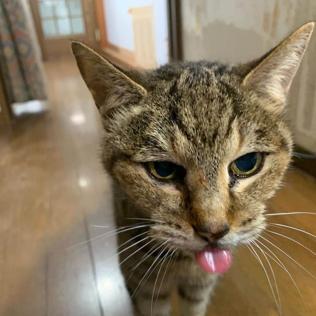 Kachimo Yoshimatsuさんのインスタグラム写真 - (Kachimo YoshimatsuInstagram)「ココアもジュレいっぱい食べた。 #うちの猫ら #cocoa #銀のスプーン #猫 #ねこ #cat #ネコ #catstagram #ネコ部 http://kachimo.exblog.jp」5月20日 13時20分 - kachimo