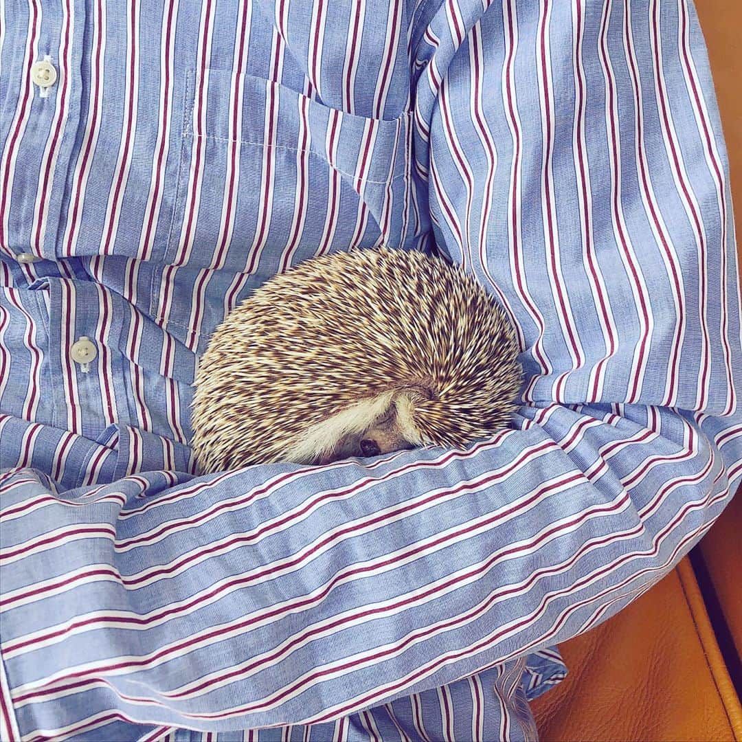 あずきさんのインスタグラム写真 - (あずきInstagram)「Monaka is sleeping in my arm☺️✨✨ 朝お掃除終わった後、抱っこしていたら寝てしまって可愛い😍 .  #sleeping #お昼寝 #はりねずみ #ハリネズミ #hedgehog #pygmyhedgehog #lovelypet #cuteanimals #はりねずみのもなか #hedgie #Hérisson #igel#riccio #Erizo #고슴도치 #刺猬 #hedgehogazuki  #hedgehogsofinstagram #animaladdicts #cuddles #meowed #petscorner  #cutepetclub #worldofcutepets #animalvibes #gotchaday #cozy」5月20日 13時43分 - hedgehog_azuki