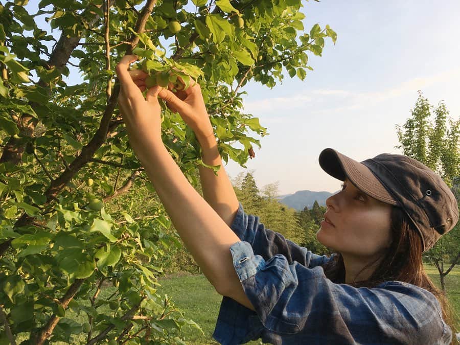 田沢美亜さんのインスタグラム写真 - (田沢美亜Instagram)「こんにちは。 今年も梅の季節がやってきました。 我が田沢家の小さな梅農園は今月末からの収穫準備のため忙しく動いております。 そんな中、光栄な依頼がありました！ 梅仕事の素晴らしさを教えてくださり、食育のイベントなどでもアシスタントとして学ばせていただいている、私の師匠「おむすびまるさんかく」オーナー大倉千枝子さんから今月末に開催されるセミナーに田沢梅農園の小梅を使いたいとオファーがありました！ 師匠からこんなありがたいお声がけがあり、毎日わくわくドキドキしながら大切に育て上げてきた梅の生育を見守り、収穫を待っているところです。 我が家の梅農園は群馬県北部に位置するみなかみ町の自然豊かな環境の中で育てられています。土性にも適していて無農薬で育てております。 多くの方に味わって頂けたら嬉しいです。  今回のセミナーは梅仕事のエキスパートである 大倉千枝子先生　@maru3kak による この時期にしか味わえない小梅のカリカリ漬けです！！ スケジュール  5月30日（土）14:00~14:50  今回は外出が自粛される状況を踏まえて、ZOOMオンライン講座となりますので収穫した梅は皆さまに農園から直送いたします。  セミナーの詳しい内容と応募方は @terakoya31　 をご覧ください。  申し込み締切が5月19日までだったのですが、定員に少し余裕があるようなのでお問合せの上お申込みください。  #大倉千枝子 #おむすびまるさんかく #田沢梅農園 #然の梅月夜野  #terakoya #小梅のカリカリ漬け  #梅仕事 #みなかみ町」5月20日 14時28分 - miatazawa